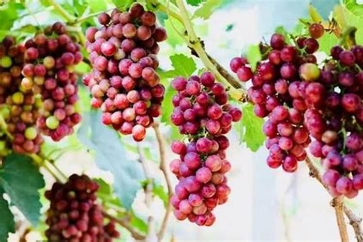 果树种植中的水溶肥怎么样才算好？