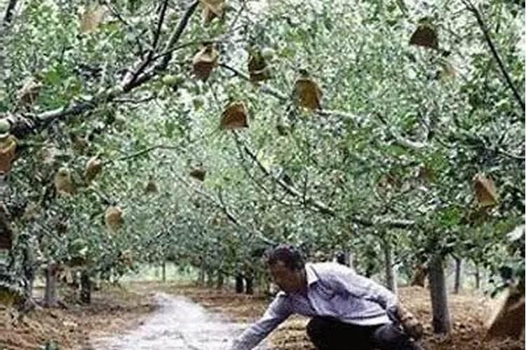7月苹果基本处于膨大期,要做好哪三大管理来提高产量呢？