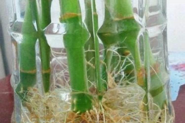 富贵竹施肥用什么肥料,富贵竹施什么肥好？