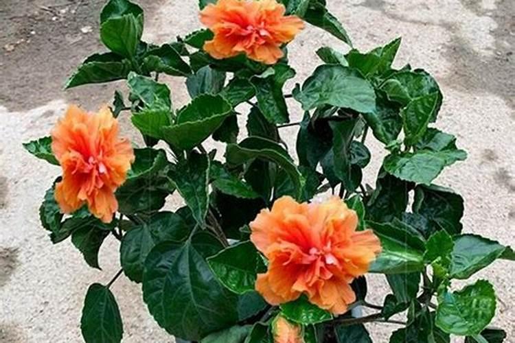 开花的花施什么肥料、促花肥和磷酸二氢钾