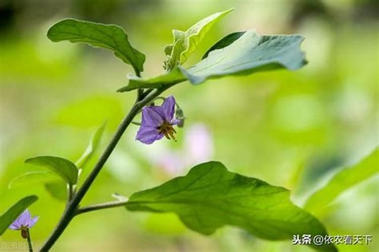 鲅鱼的营养价值有哪些,哪些食物不能与之同吃？