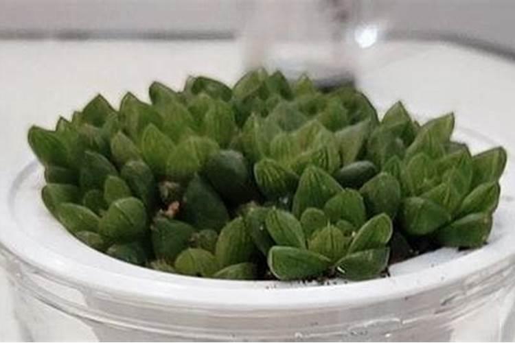 如何让玉露快速生根？