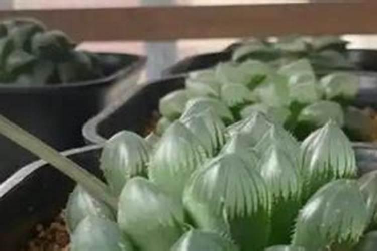 玉露的养殖方法