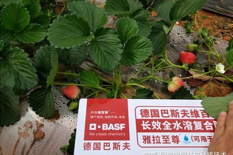 草莓开花能打什么药好