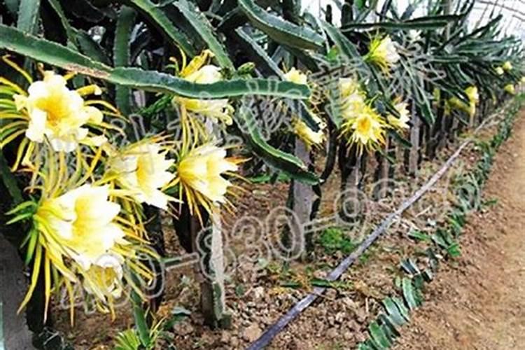 种青菜如何正确施肥 正确做法