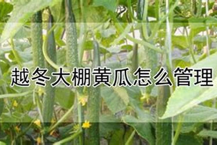 黄瓜专用冲施肥使用方法