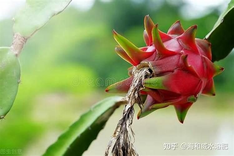 火龙果需要什么肥料