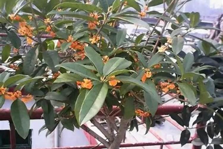 花叶喷什么又绿又亮