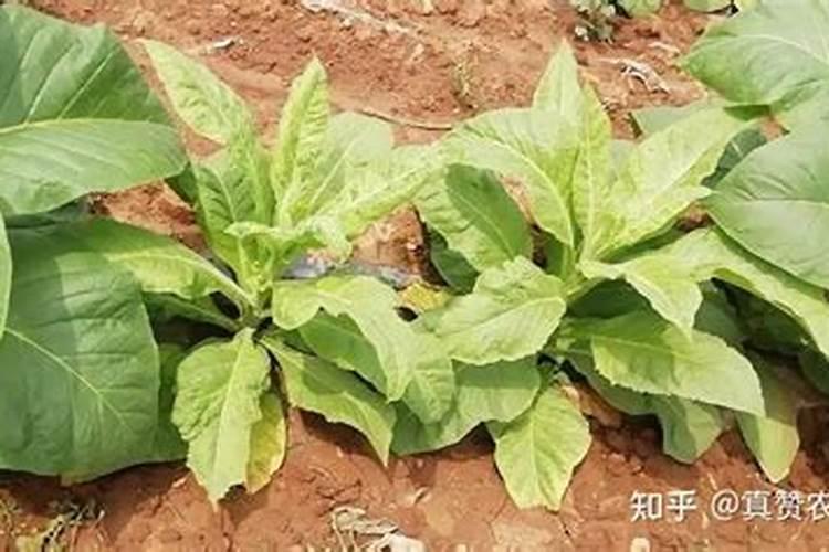 猕猴桃膨大期如何施肥 猕猴桃怎么施肥比较好