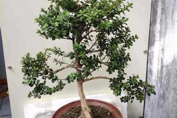 盆景黄杨怎样养