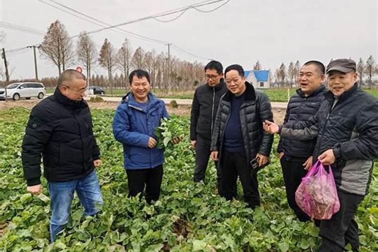 豌豆和黄豆的区别在哪里