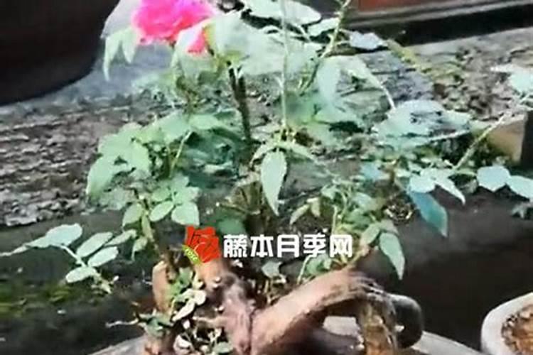 胡萝卜对肥料有哪些需求？