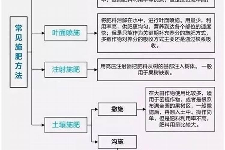 梨树开花期可以打药吗视频