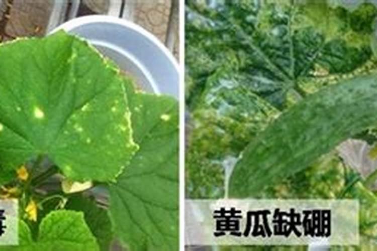 氮肥钾肥磷肥的区别