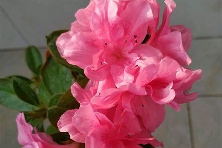 杜鹃花施什么肥最好 杜鹃花施肥用什么花肥