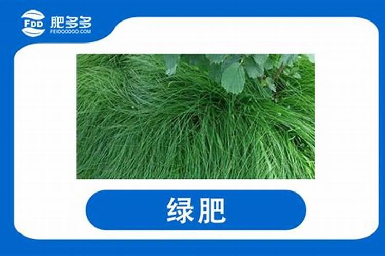 玉米水溶肥哪个品牌最好