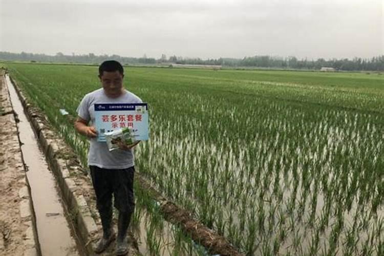 种植水稻,插秧后几天下肥比较好呢？用什么肥好？