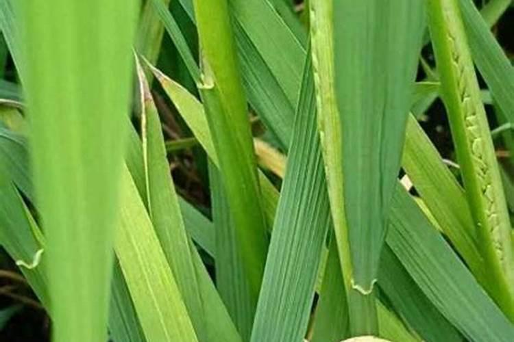 种植水稻,插秧后几天下肥比较好呢？用什么肥好？