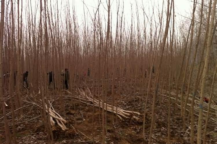 杨树在施肥上应该注意点什么？