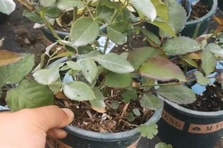 如何给月季花施肥