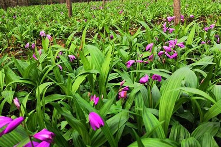 白芨用什么肥料来追肥最好 求大神指点