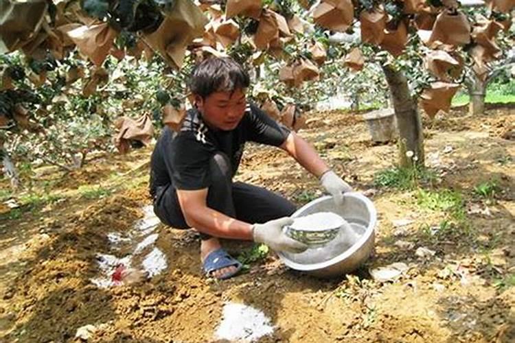 柠檬树底肥放什么肥好(底肥施用方法)