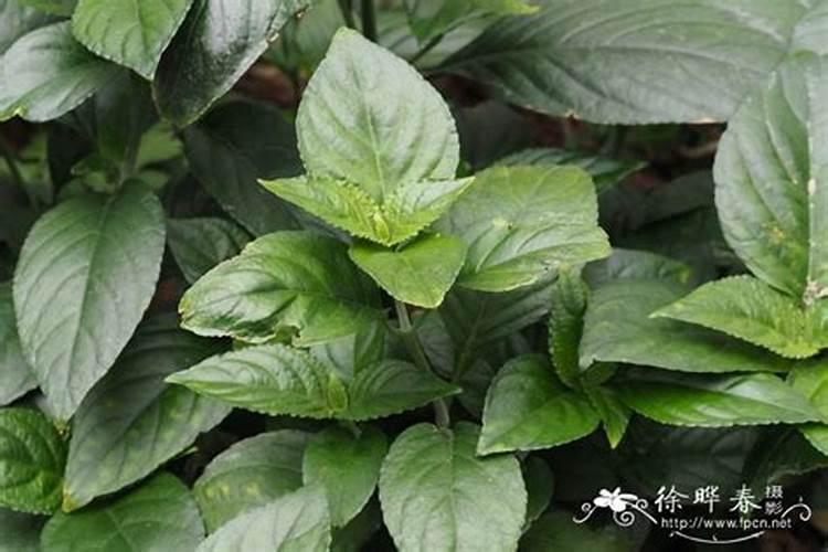 糯米糍荔枝苗多少钱一棵