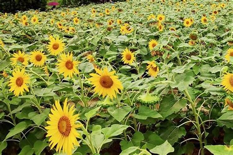 在草莓育苗关键期,应该怎么做为后期高产、优质打好基础？