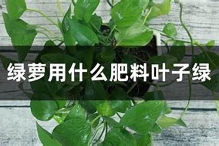 什么叶面肥能使叶子快速变绿变厚什么肥料可以使叶片肥厚