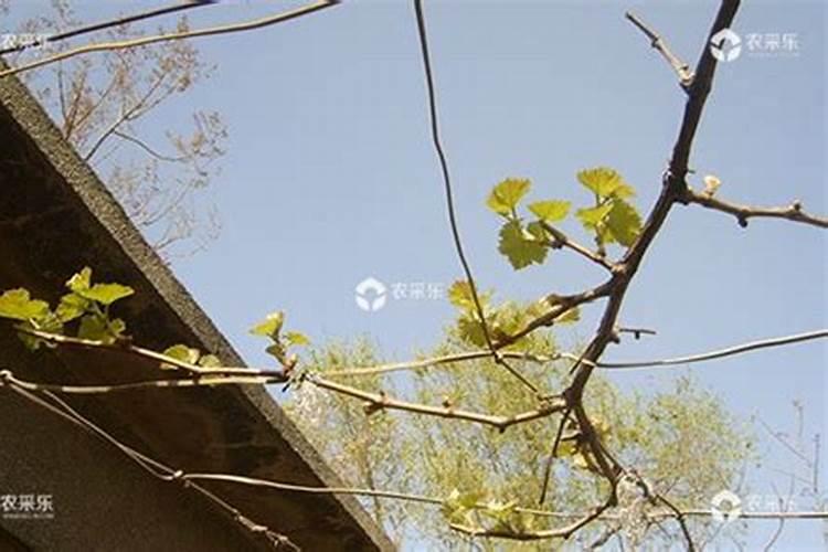 铵态氮肥有哪些