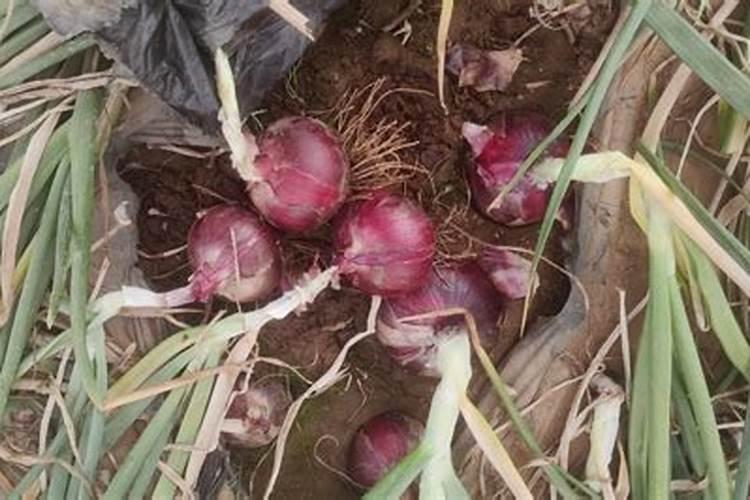 想要洋葱高产,给洋葱叶面喷施什么肥料比较好呢？