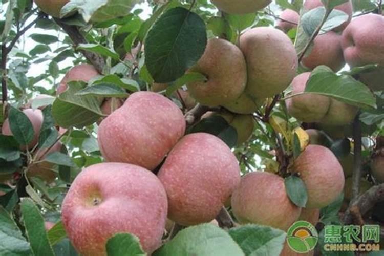 苹果用什么水溶肥好 主要是促进果树生长