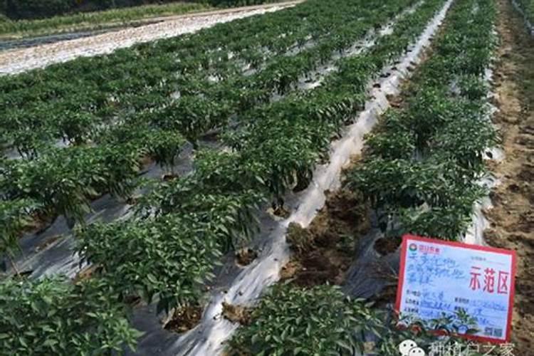 辣椒缺镁症防治方法