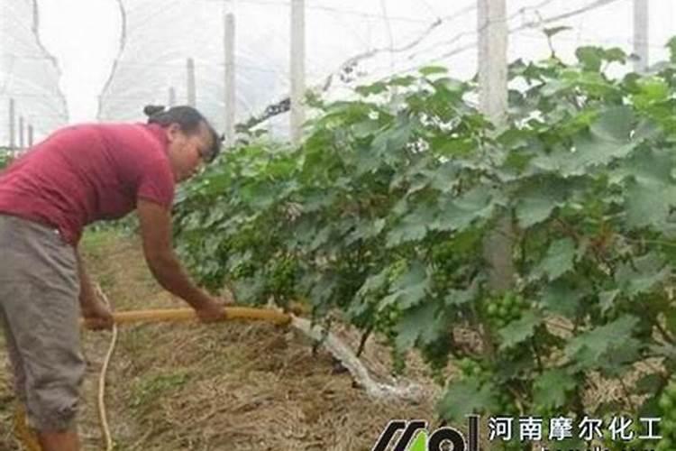 果树喷叶面肥起什么作用