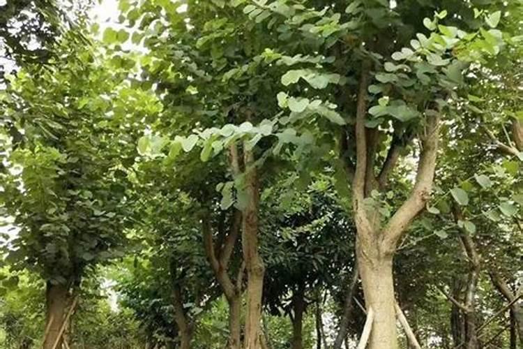杨树苗苗圃施肥方法？