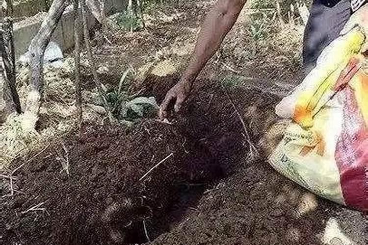 桂花树怎样养护