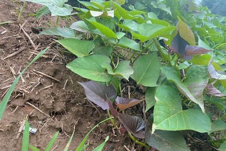 红薯增产小技巧,巧用草木灰,红薯个大皮滑品质佳!