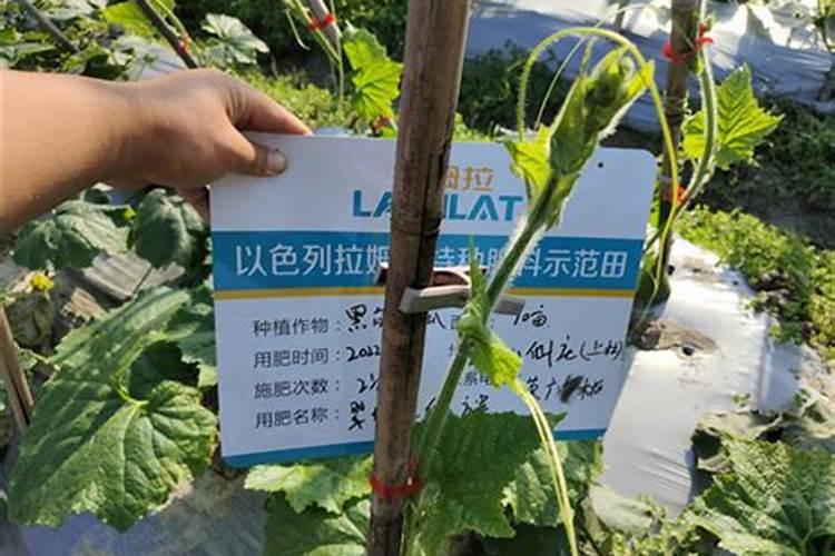 栽好草莓苗应该打什么农药？