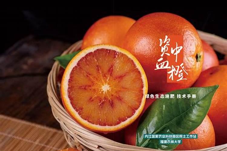 晚熟血橙的管理流程