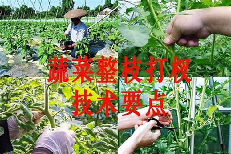 在农作物钾肥施用过程中,要做好哪几点,肥效更高？