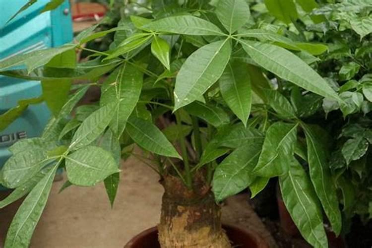 芸苔素注意事项