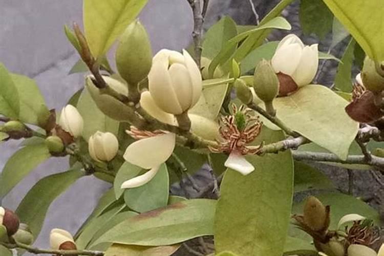 含笑花卉 偶尔黄叶的问题？