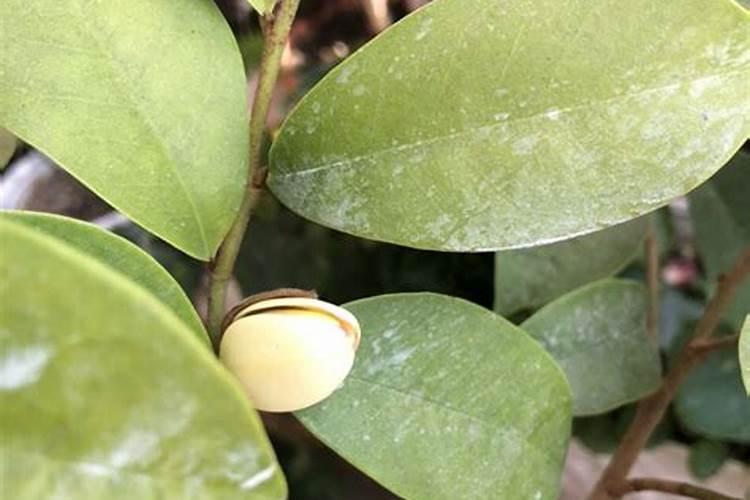 花叶子发黄怎么解决(分享治黄叶最好的办法)