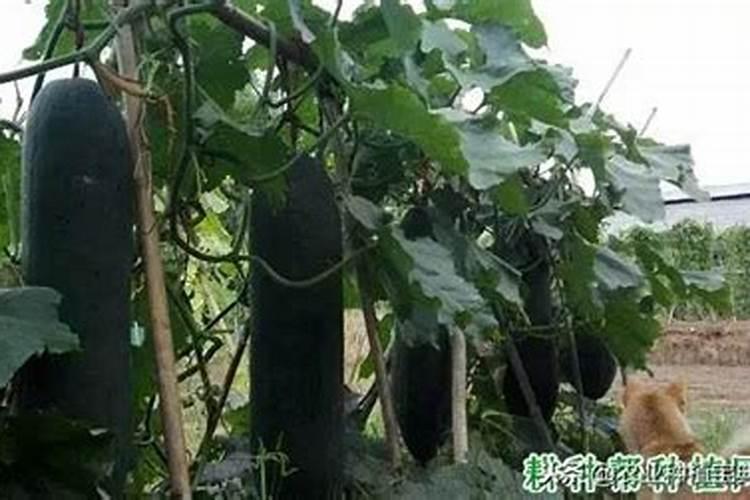 西瓜生长中后期如何施用叶面肥？