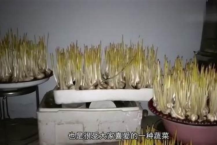 蒜苗种植施什么肥料才能提高产量？蒜苗的市场行情怎么样？