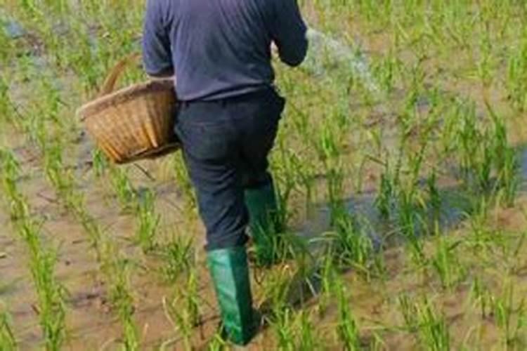 拼多多上买的磷酸二氢钾1元1斤到底是什么品质肥料？