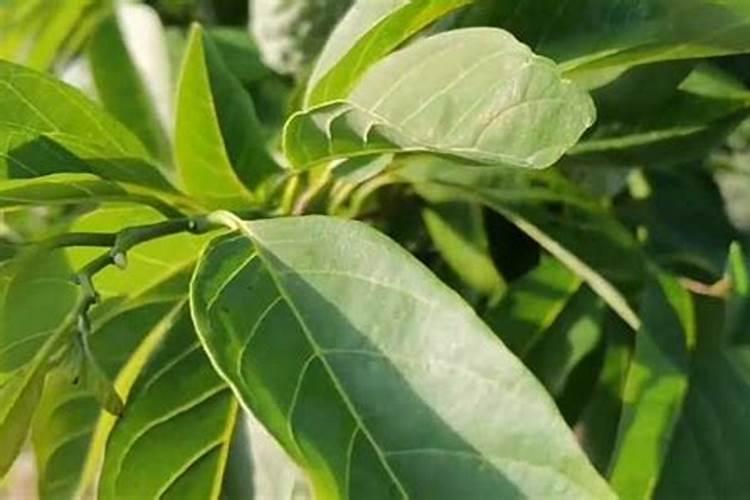 矿源黄腐酸钾是酸性还是碱性的