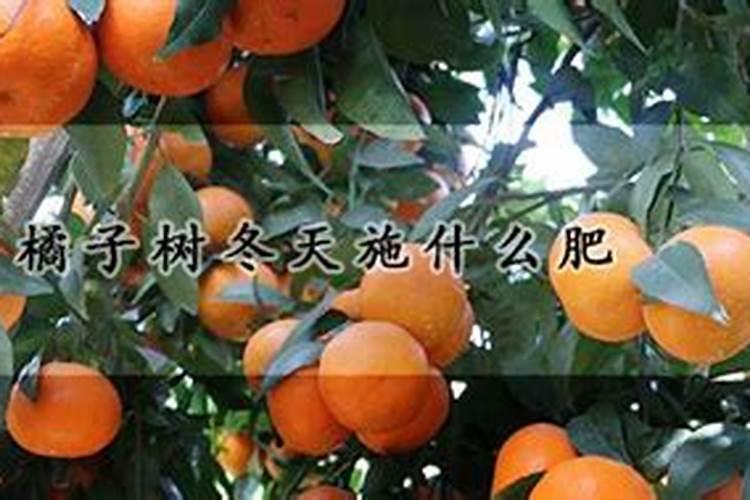 北方都种什么蔬菜？
