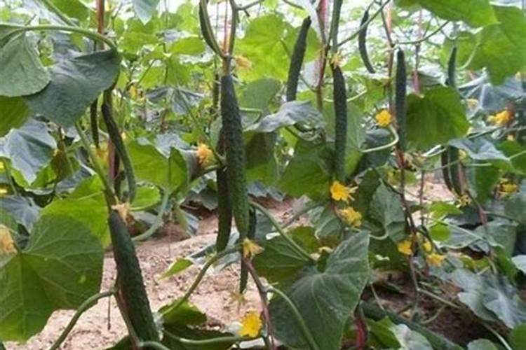 黄瓜开花结果需要施肥吗