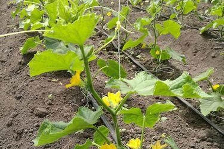 黄瓜开花结果期怎么施肥和管理